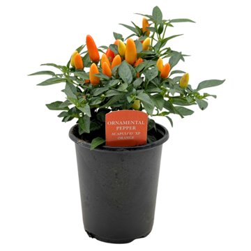 Spring Creek Growers Ornamental Pepper Bush - Acapulco XP Orange, 1 qt