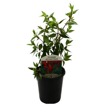 Spring Creek Growers Texas Native Flame Acanthus, 1 qt