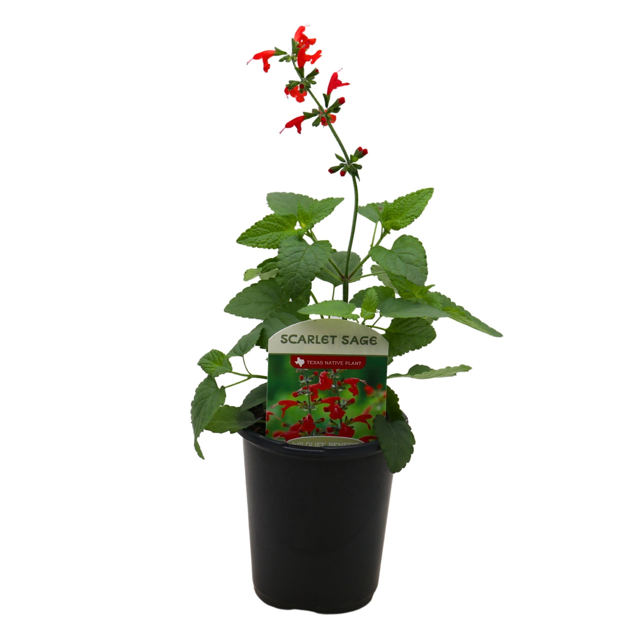Spring Creek Growers Native Plant Society of Texas Scarlet Sage