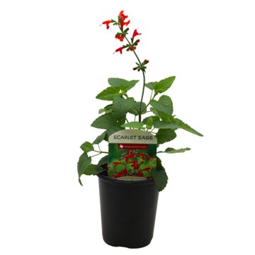 Spring Creek Growers Texas Native Scarlet Sage, 1 qt