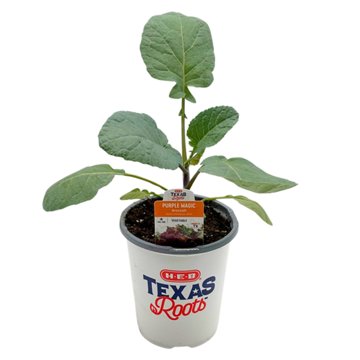 H-E-B Texas Roots Purple Magic Broccoli Plant, 1 qt