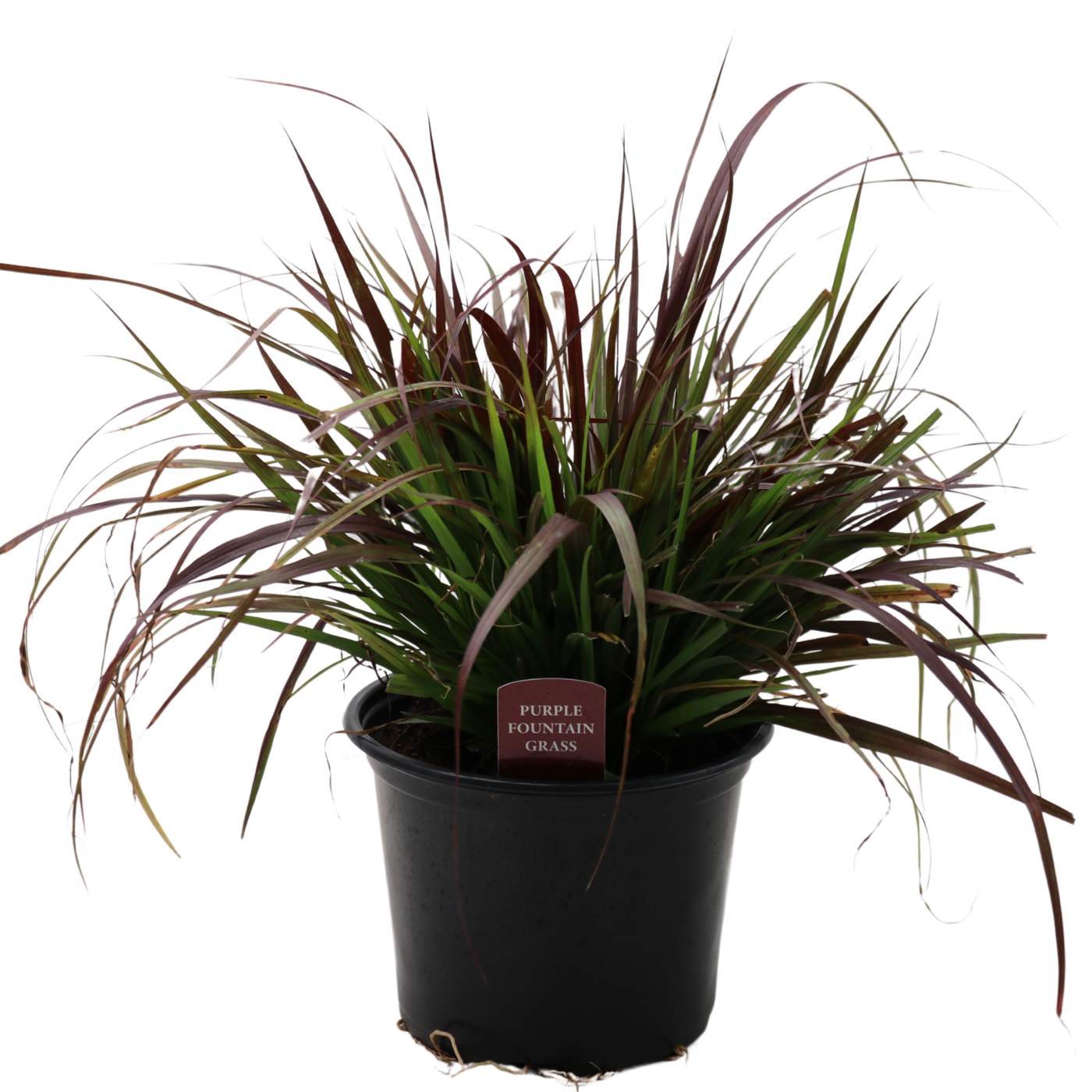 Spring Creek Growers Purple Fountain Grass - Shop Potted plants at