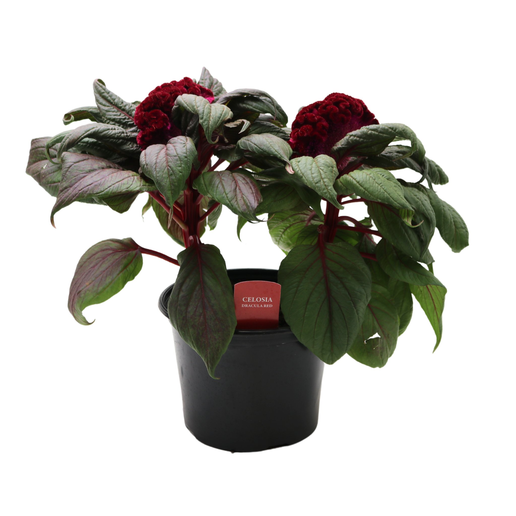 fans for plants Foldable Fabric Plant Fan