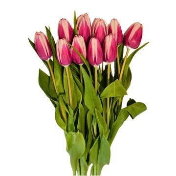 BLOOMS by H-E-B Tulips 10-Stem Bunch - Assorted
