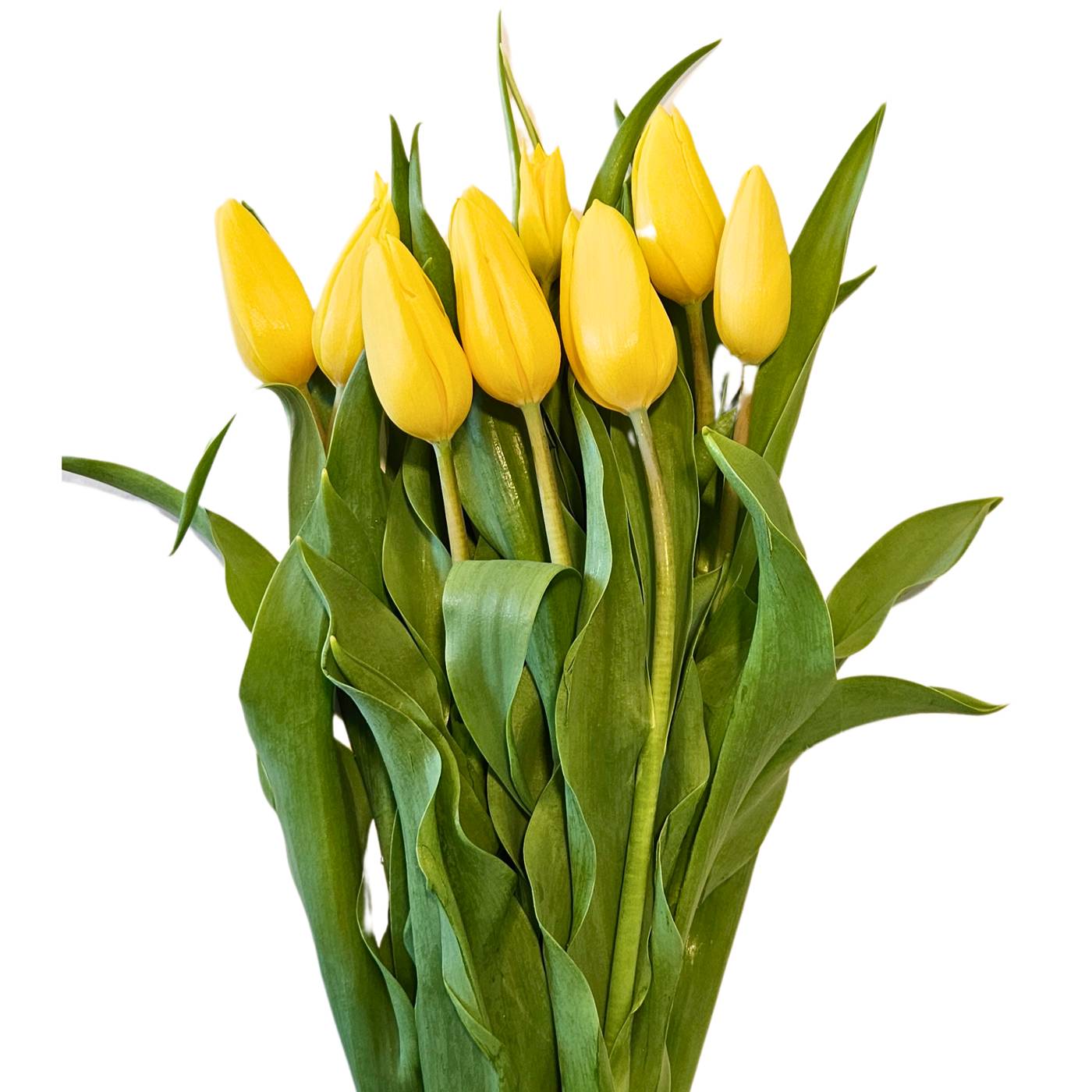 BLOOMS by H-E-B Tulips 10-Stem Bunch - Assorted; image 3 of 5