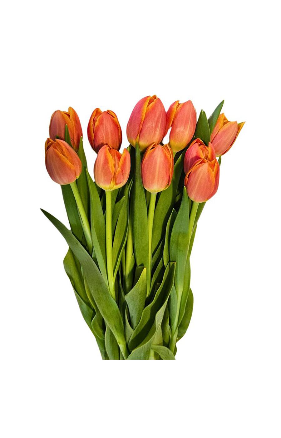 BLOOMS by H-E-B Tulips 10-Stem Bunch - Assorted; image 4 of 5