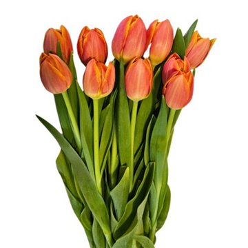 BLOOMS by H-E-B Tulips 10-Stem Bunch - Assorted
