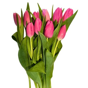 BLOOMS by H-E-B Tulips 10-Stem Bunch - Assorted