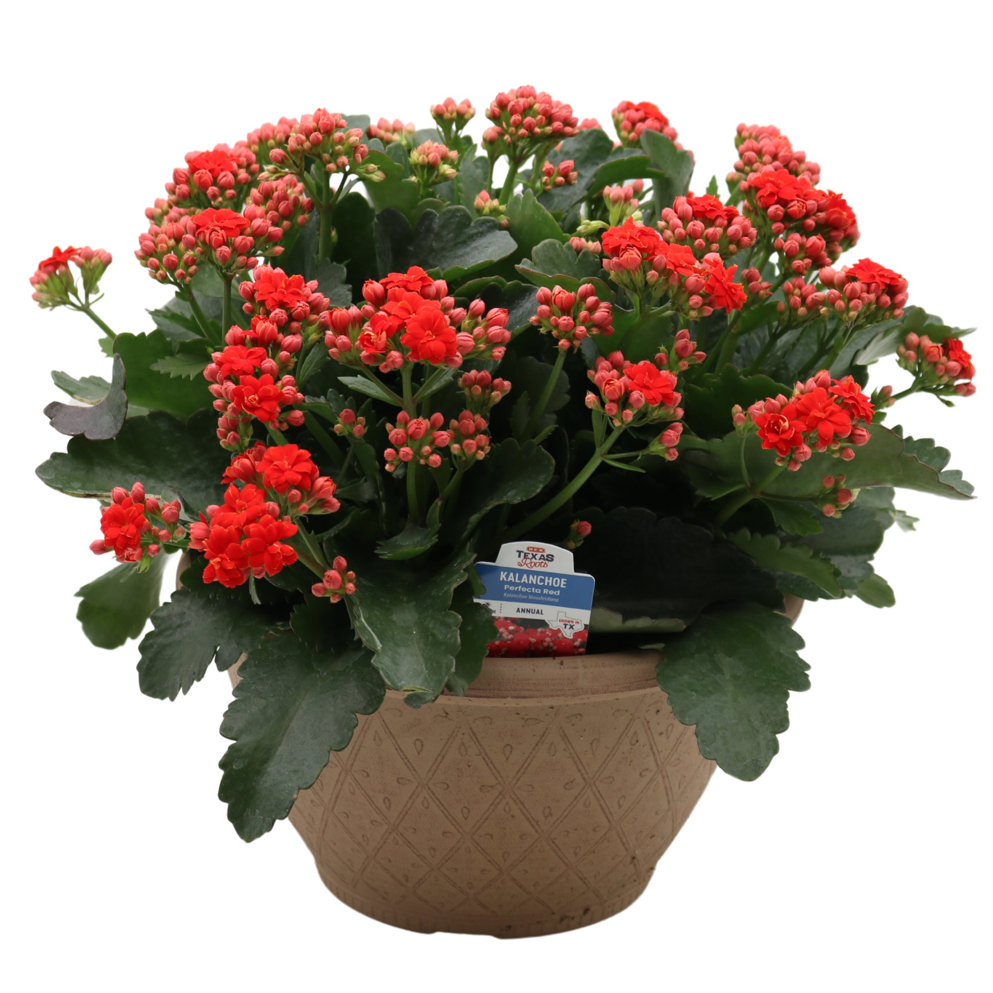 kunstpflanze lang Longifolia Kunstpflanze 180cm gnstig online kaufen