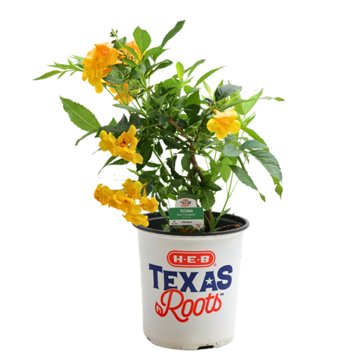 H-E-B Texas Roots Tecoma Sun Trumpets, 1 gal