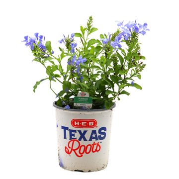 H-E-B Texas Roots Plumbago Imperial Blue Perennials, 1 gal