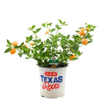 H-E-B Texas Roots Lantana New Gold Perennials, 1 gal