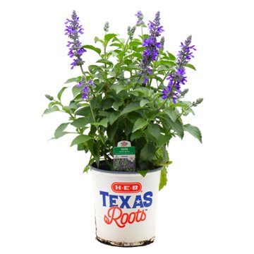 H-E-B Texas Roots Salvia Mystic Spires Perennials, 1 gal
