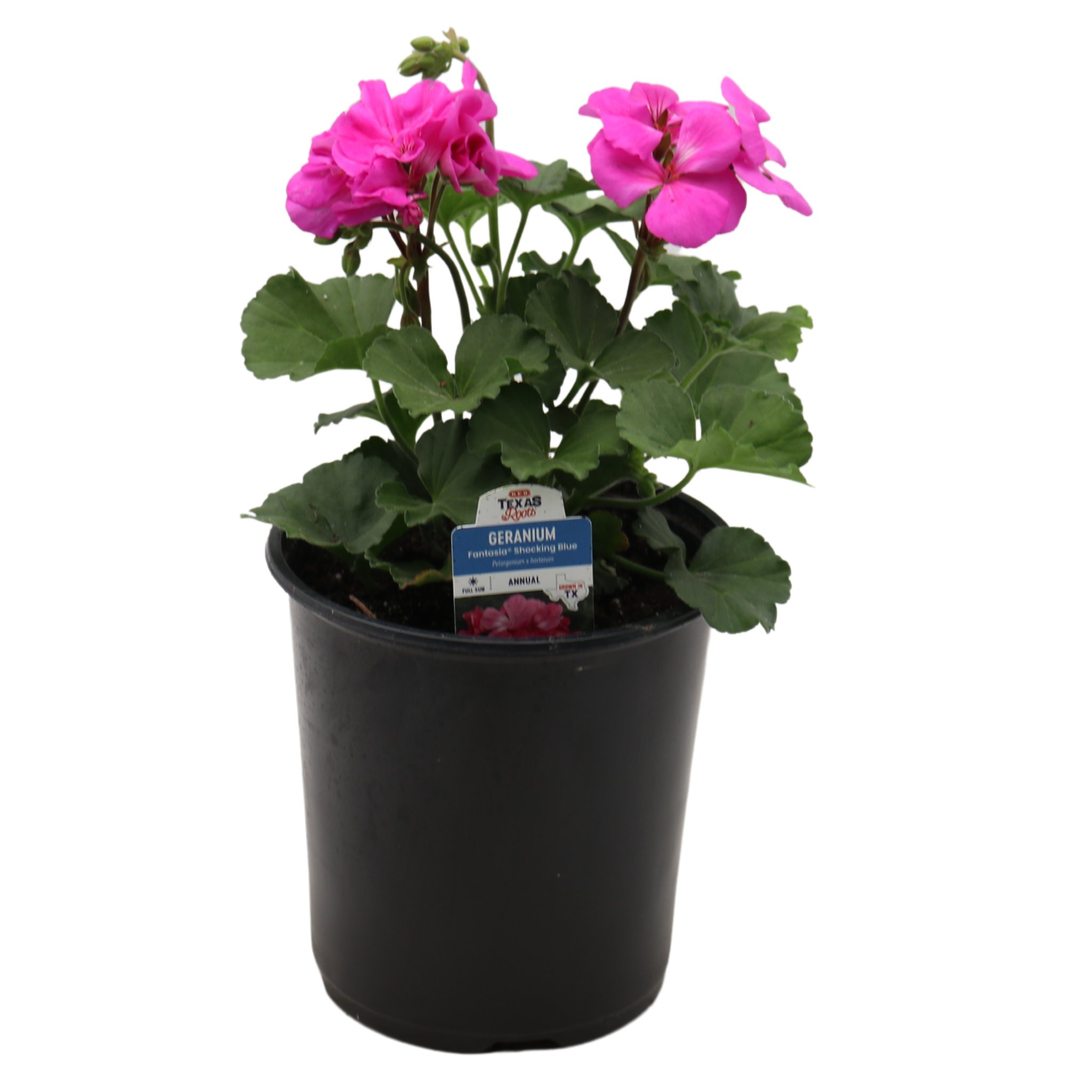 H-E-B Texas Roots Geranium - Shocking Blue - Shop Potted plants at H-E-B