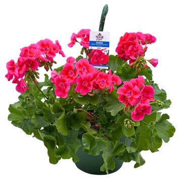 H-E-B Texas Roots Geranium - Rose Mega Splash, 10''