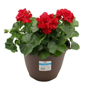 H-E-B Texas Roots Geranium - Dark Red, 10''
