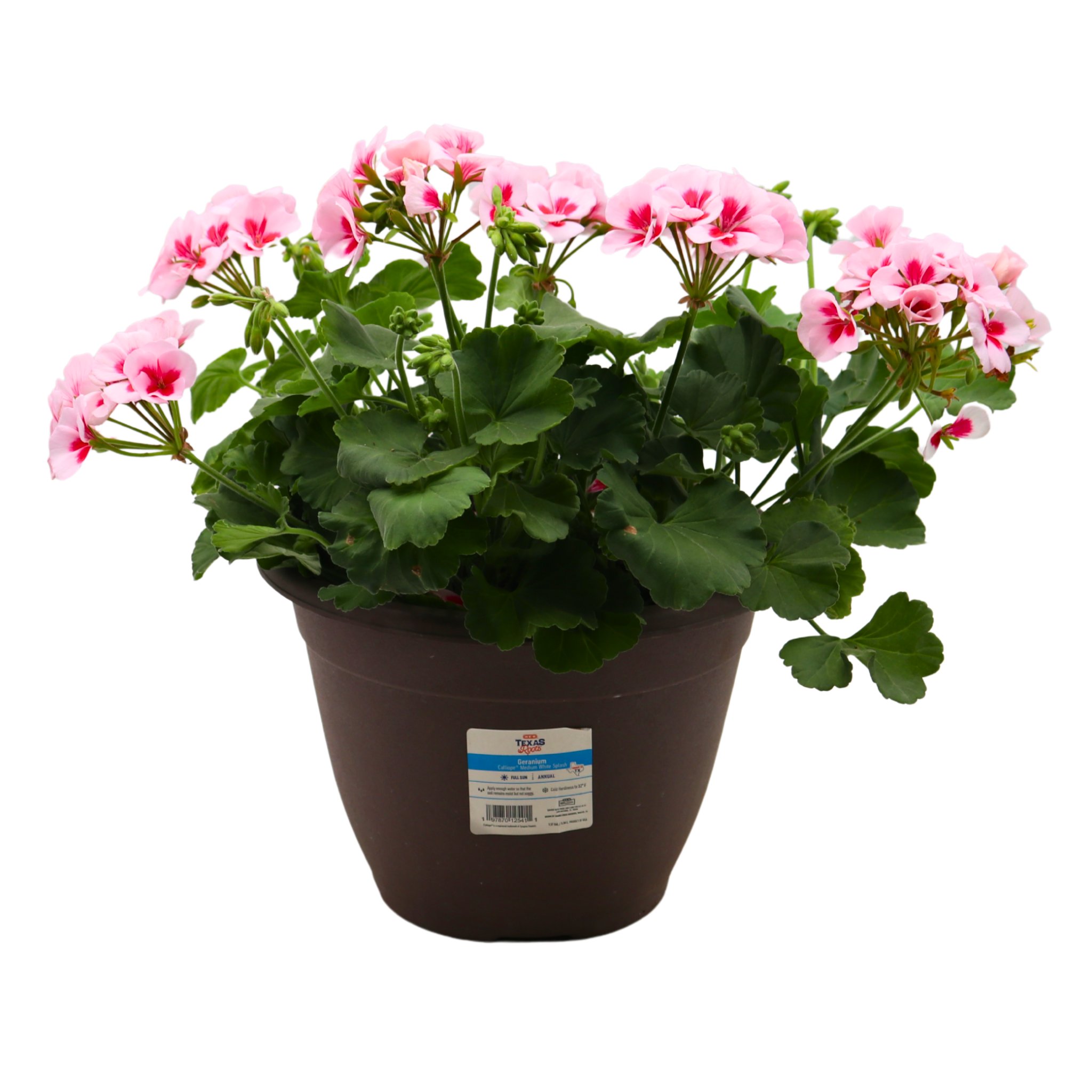 H-E-B Texas Roots Geranium - White Splash - Shop Potted plants at H-E-B