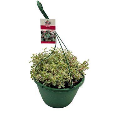 H-E-B Texas Roots Sedum Tricolor Foliage Hanging Basket, 10''