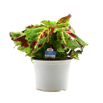 H-E-B Texas Roots Coleus - Kong Mosaic, 8''