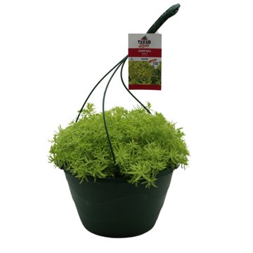 H-E-B Texas Roots Lemon Ball Sedum Foliage Hanging Basket, 10''