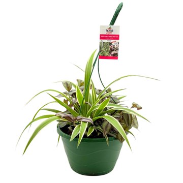 H-E-B Texas Roots Spider Purple Heart Foliage Hanging Basket, 10''