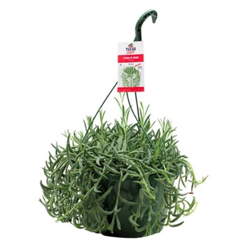 H-E-B Texas Roots Senecio String Hook Hanging Basket, 10''