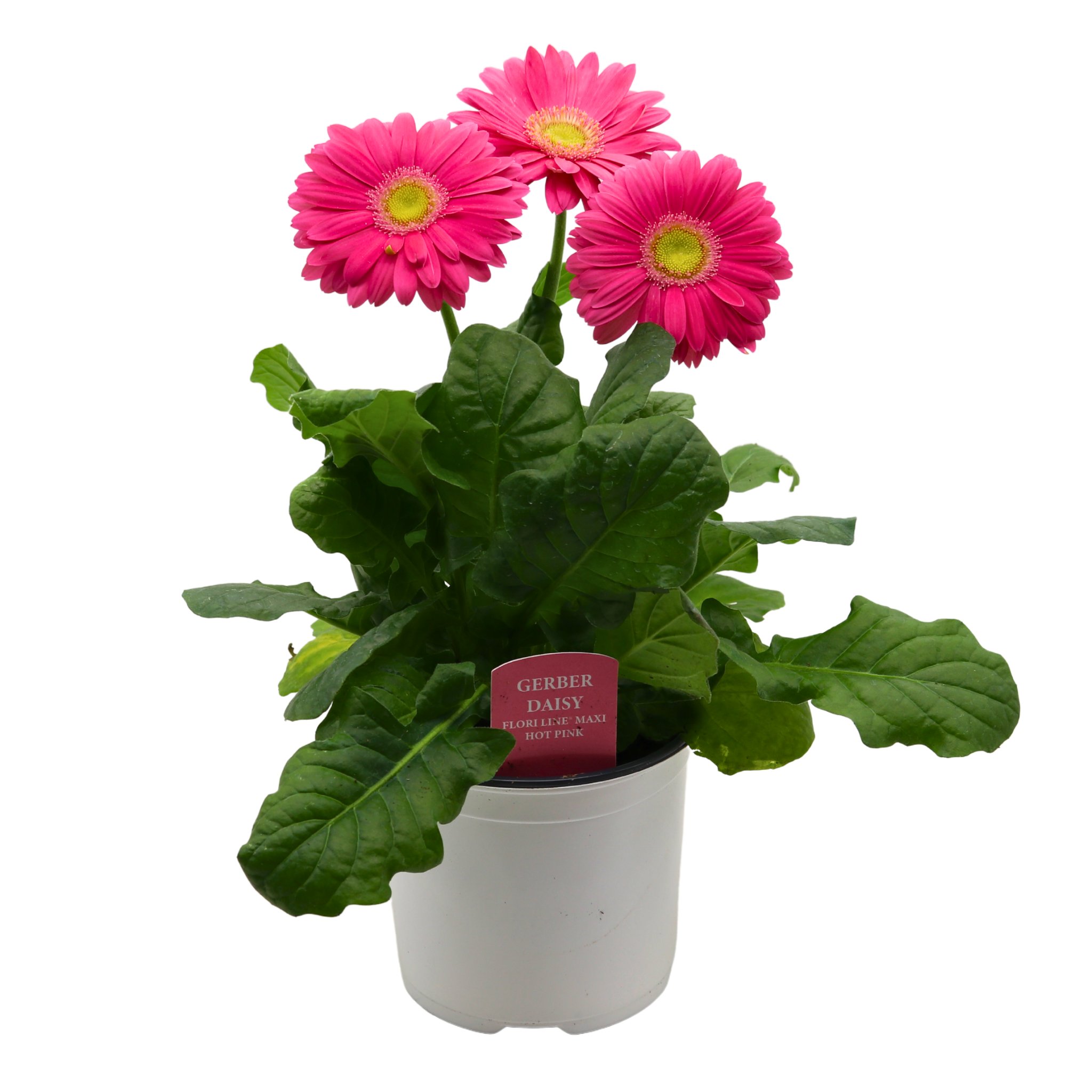 Spring Creek Growers Gerbera Daisy Maxi - Hot Pink - Shop Potted