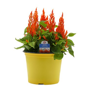 H-E-B Texas Roots Celosia Flamma Orange, 8''