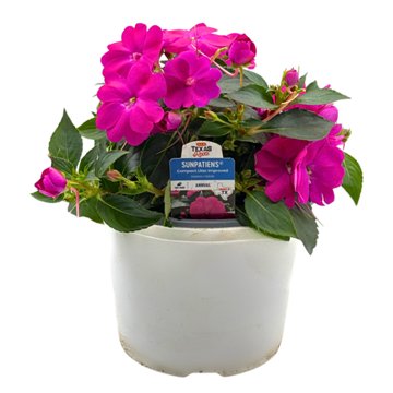 H-E-B Texas Roots Sunpatiens Purple, 8''