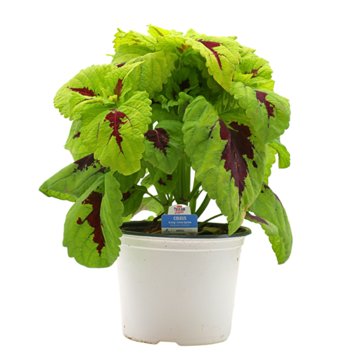 H-E-B Texas Roots Coleus - Kong Lime, 8''