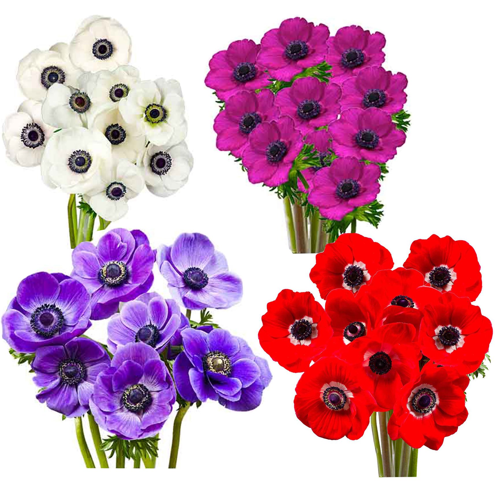 Central Market Anemones, Colors Vary, 10 Stem Bunch | Central