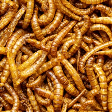 Thomas Moore Feed Mealworm Treats, 2 lb