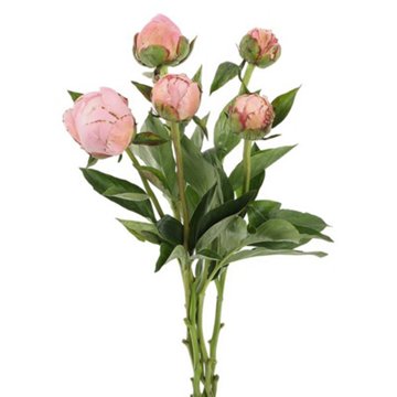BLOOMS by H-E-B 5 Stems Peonies