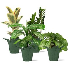 Central Market Premium Foliage, Variety Varies, 8