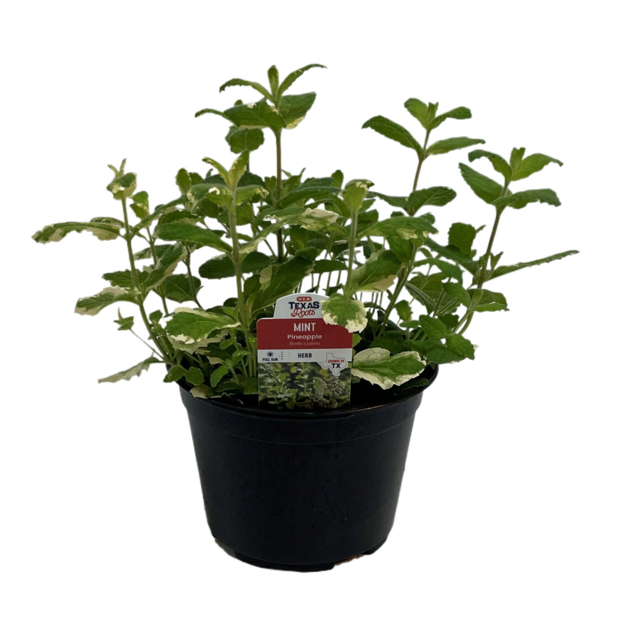 crassula succulent Jade Plant - Friendship Plant