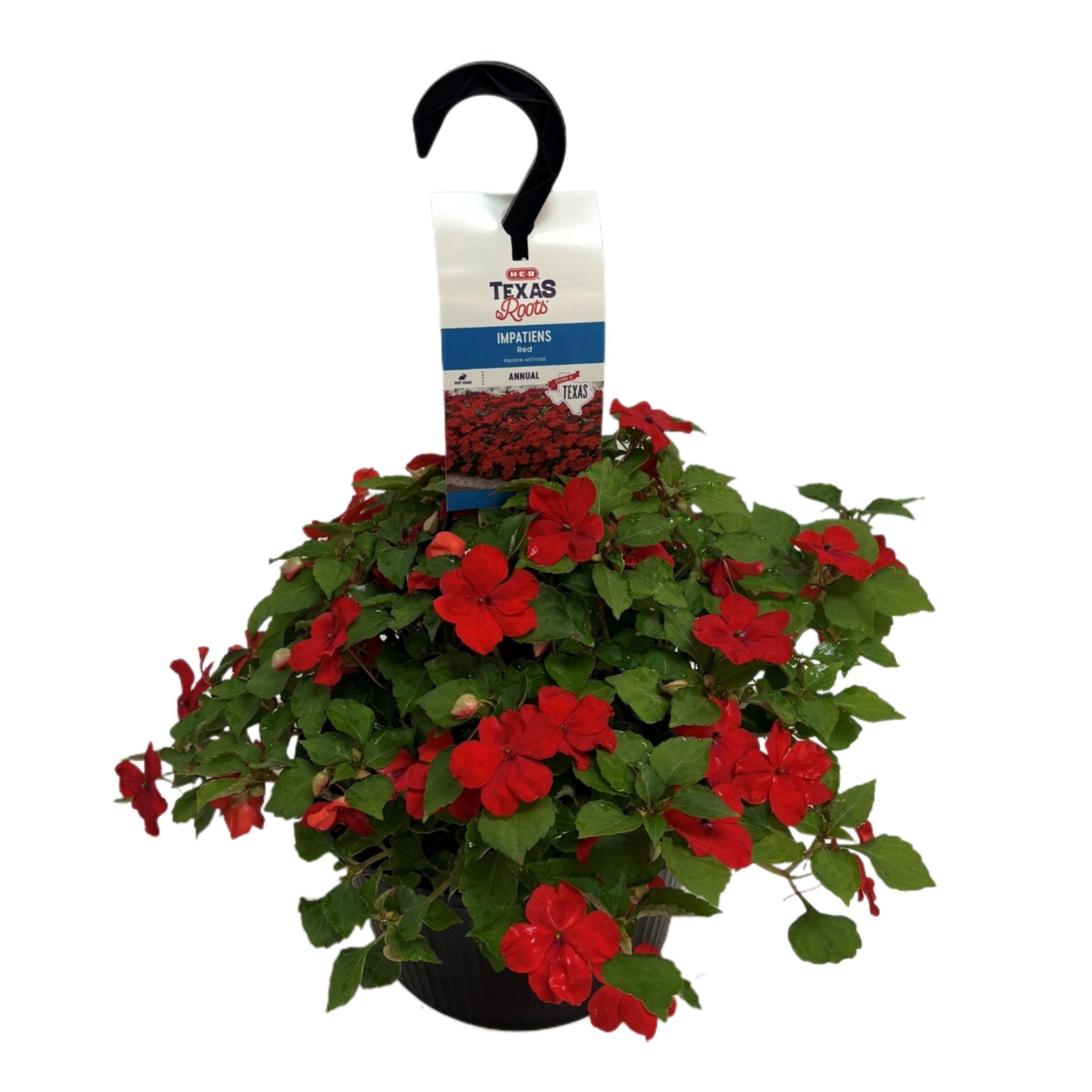 H-E-B Texas Roots Impatiens - Red, Hanging Basket - Shop Potted plants ...