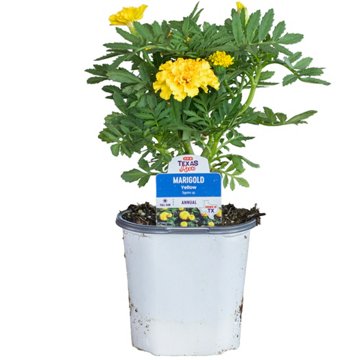 H-E-B Texas Roots Potted Yellow Marigold, 4"