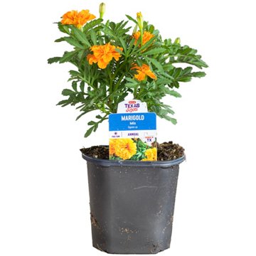 H-E-B Texas Roots Marigold Mix Annual Plant, 4"