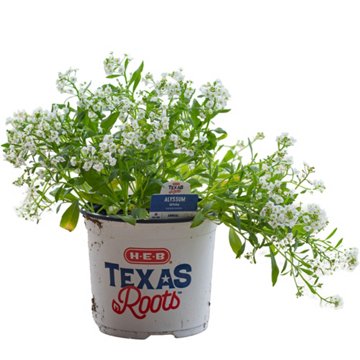 H-E-B Texas Roots Alyssum White Plant Pot, 6"