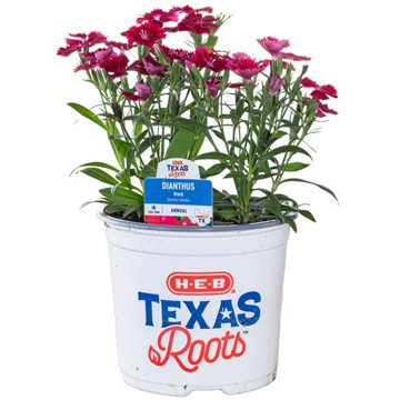 H-E-B Texas Roots Dianthus Annual Plant, 6"