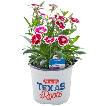 H-E-B Texas Roots Dianthus Mix Annual Plant, 6"