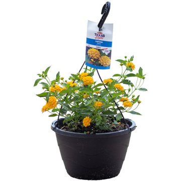 H-E-B Texas Roots Yellow Lantana Annual Plant Hanging Basket, 10"