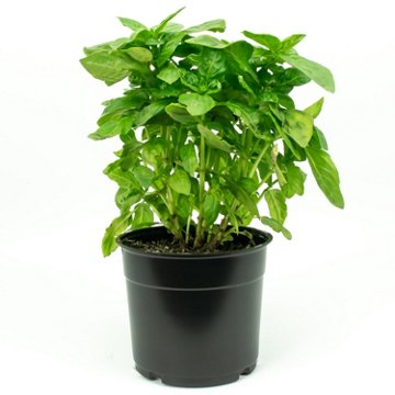 H-E-B Sweet Basil, 6''
