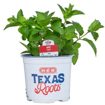 H-E-B Texas Roots Potted Mojito Mint Plant, 6"