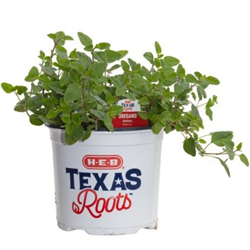 H-E-B Texas Roots Italian Oregano Plant, 6"