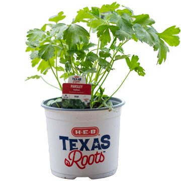 H-E-B Texas Roots Italian Parsley Plant, 6"