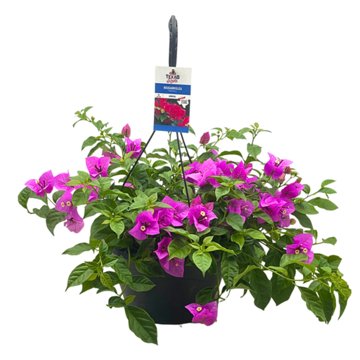 H-E-B Texas Roots Bougainvillea Mix, 10''