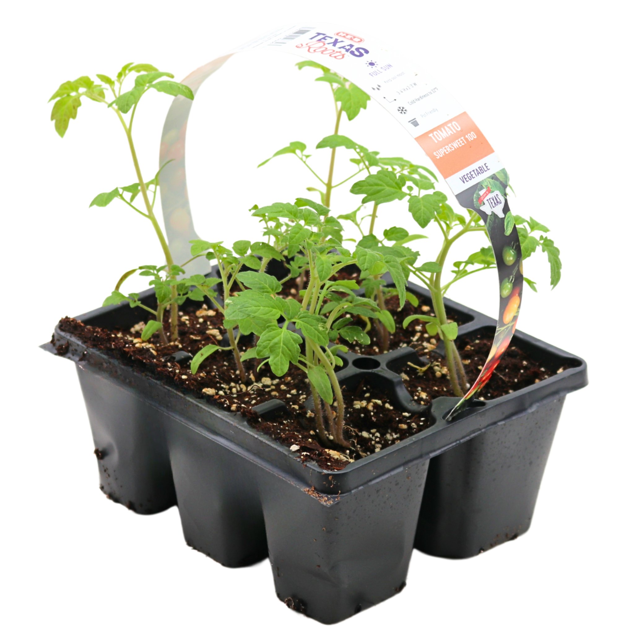 H-E-B Texas Roots Tomato Cherry Plant - Shop Pots & planters at H-E-B