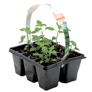 H-E-B Texas Roots Pepper Serrano Plant, 6''