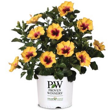 Proven Winners Hollywood Hibiscus, 1 gal